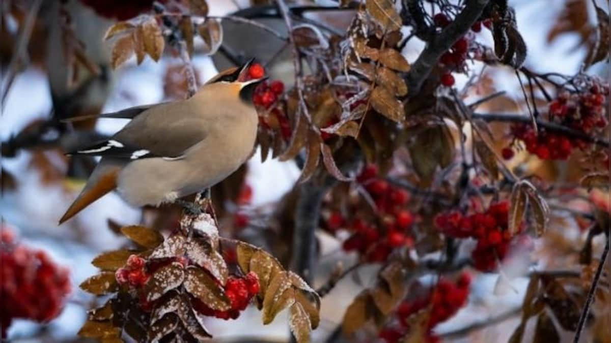 More bad news for flora, loss of animal biodiversity spells doom for some plants