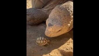 Watch | Huge tortoise meets its baby; see viral video here