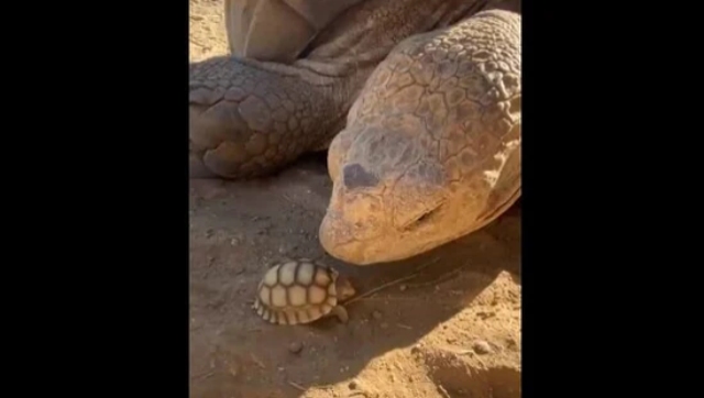 Watch | Huge tortoise meets its baby; see viral video here Watch | Huge tortoise meets its baby; see viral video here