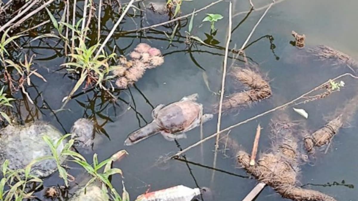 Over 50 turtles found dead in lake near Mumbai: What we know of the incident