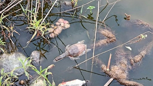 Over 50 turtles found dead in lake near Mumbai: What we know of the incident Over 50 turtles found dead in lake near Mumbai: What we know of the incident