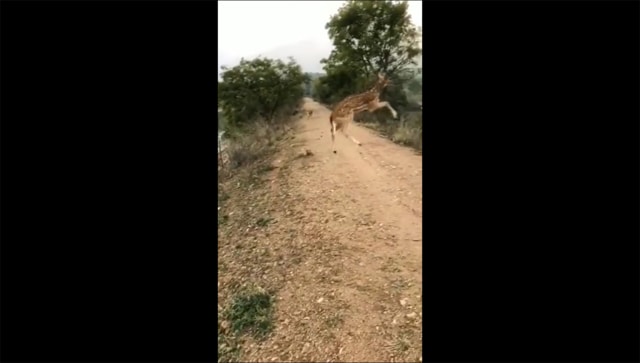 'Flying' deer's magnificent jump to cross road leaves netizens stunned, watch viral video here 'Flying' deer's magnificent jump to cross road leaves netizens stunned, watch viral video here