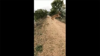 'Flying' deer's magnificent jump to cross road leaves netizens stunned, watch viral video here
