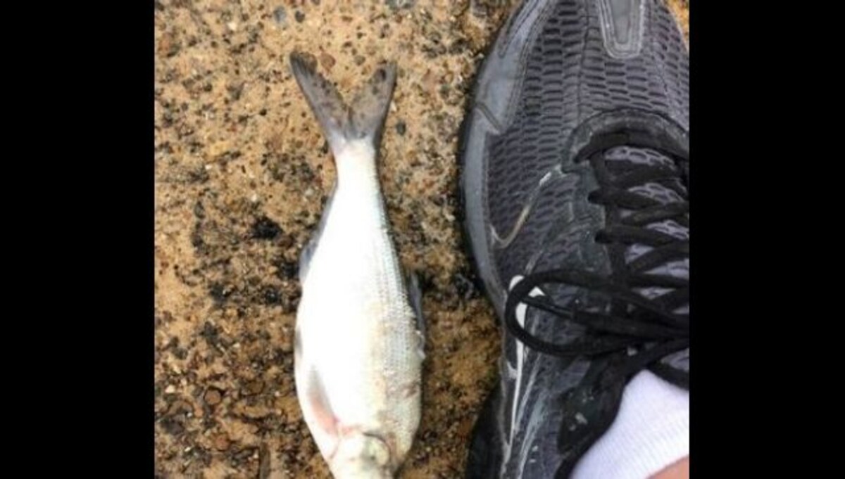 Texas: Fish fall from sky during rainstorm in rare weather condition,  locals share images