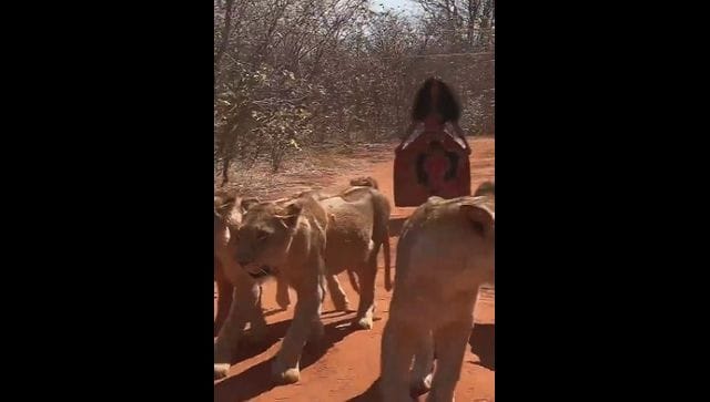 Femme marche avec six lionnes sur un chemin de la jungle ;  laisse les gens étonnés