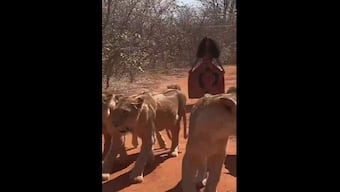 Watch: Woman walks with six lionesses on a jungle path; leaves people amazed