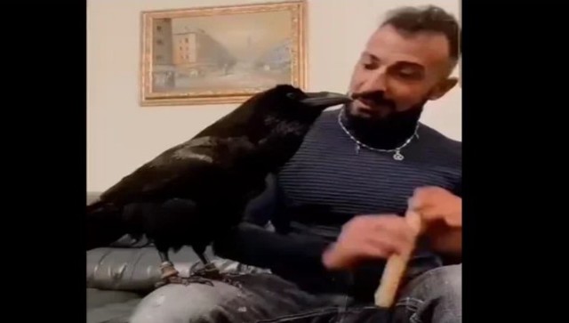 Watch: Man plays flute while raven sings along; this adorable video will make your day Watch: Man plays flute while raven sings along; this adorable video will make your day