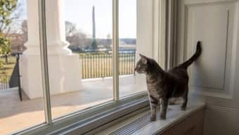 Willow Biden joins long and varied line of White House pets