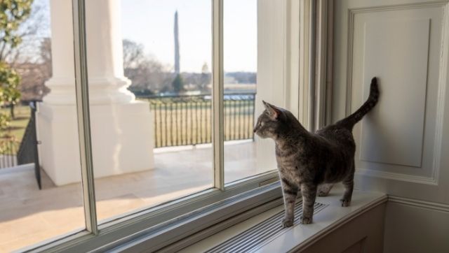 Willow Biden joins long and varied line of White House pets Willow Biden joins long and varied line of White House pets
