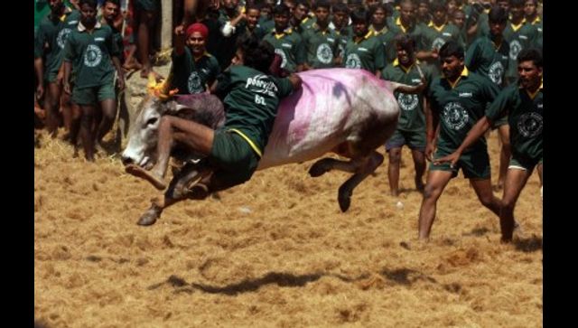 Tamil Nadu allows Jallikattu despite COVID-19 surge: Only 300 tamers allowed, negative RT-PCR mandatory Tamil Nadu allows Jallikattu despite COVID-19 surge: Only 300 tamers allowed, negative RT-PCR mandatory