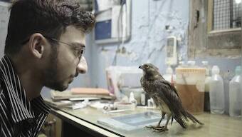 All That Breathes review: Shaunak Sen's Sundance winner defines the art of commentary and the craft of documentary