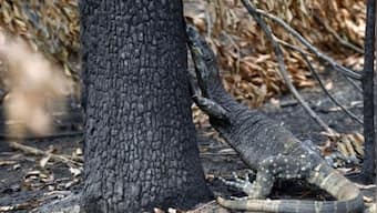 Surprisingly few animals die in wildfires — this means we can help more in the aftermath