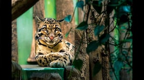 In a first in India, rare clouded leopard spotted in Nagaland mountains