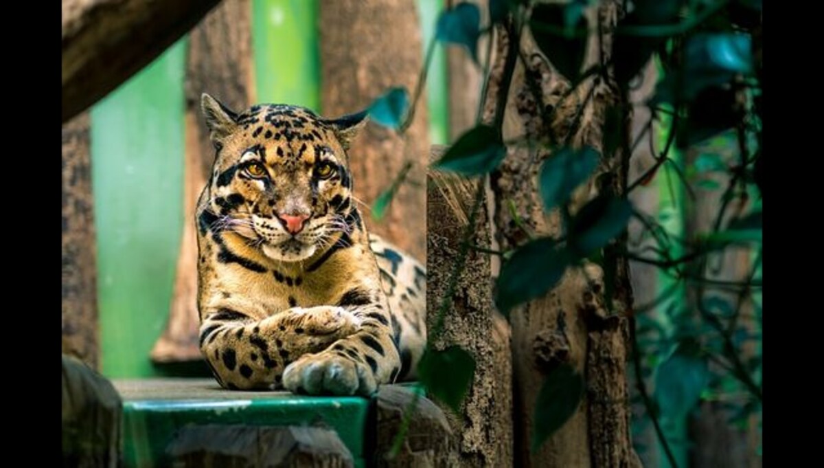 In a first in India, rare clouded leopard spotted in Nagaland mountains