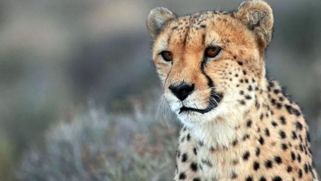 From extinction to reintroduction: A brief history of India's tryst with  the cheetah