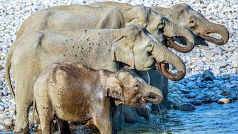 Picture | Viral photo of elephants has left internet confused, see image here