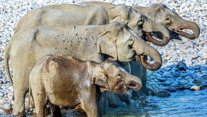 Picture | Viral photo of elephants has left internet confused, see image here