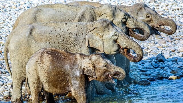 Picture | Viral photo of elephants has left internet confused, see image here Picture | Viral photo of elephants has left internet confused, see image here