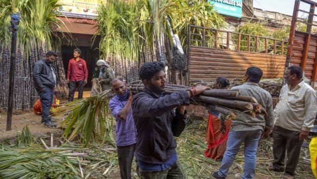 People buy sugarcane, used widely during the Makar Sankranti harvest festival, at a wholesale market in Bengaluru. The significance of sugarcane is also marked by a fact that life is a mixture of both good and bad, agony and ecstasy, bitter and sweet. AFP