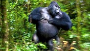 A chest-beating gorilla, a black panther and more: This is wildlife at its very, very best