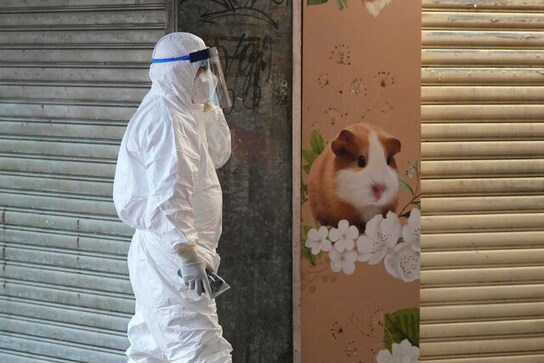 Hong Kong to cull 2,000 animals after hamsters at a pet store test COVID positive Hong Kong to cull 2,000 animals after hamsters at a pet store test COVID positive