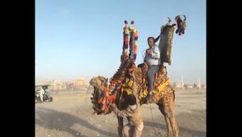 Pakistan journalist Chand Nawab reporting about Karachi weather riding a camel goes viral, watch here