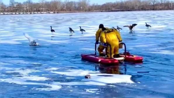 USA: Somerville firefighters rescue swan found frozen in Mystic River, see pictures here