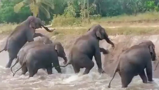 Watch: Elephant herd gets trapped in Karnataka canal, rescued by forest officials Watch: Elephant herd gets trapped in Karnataka canal, rescued by forest officials