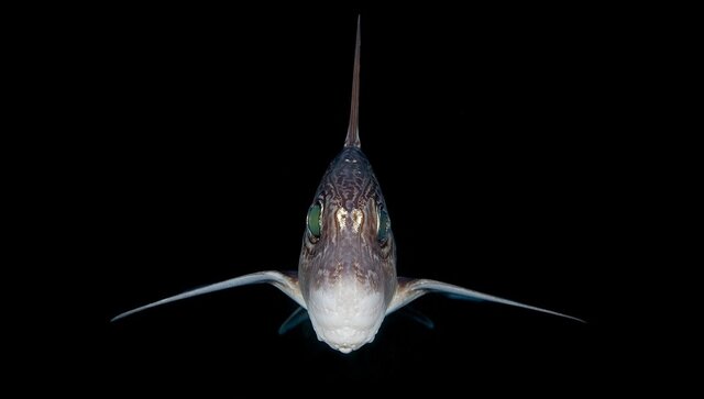 'Exciting find': New Zealand scientists discover rare ghost shark hatchling 'Exciting find': New Zealand scientists discover rare ghost shark hatchling