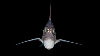 'Exciting find': New Zealand scientists discover rare ghost shark hatchling
