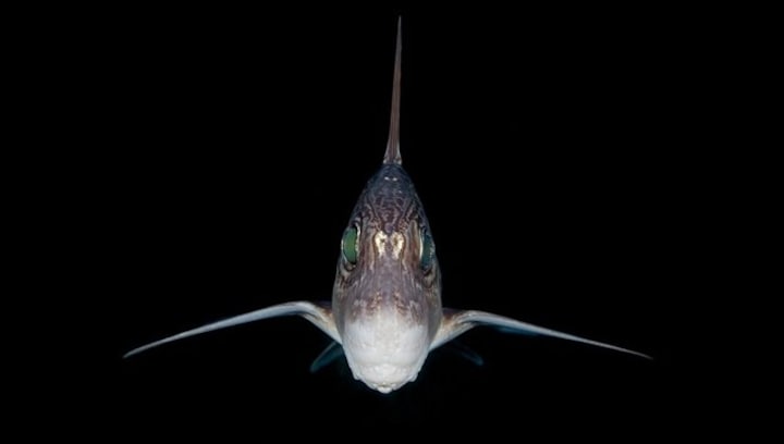 'Exciting find': New Zealand scientists discover rare ghost shark hatchling