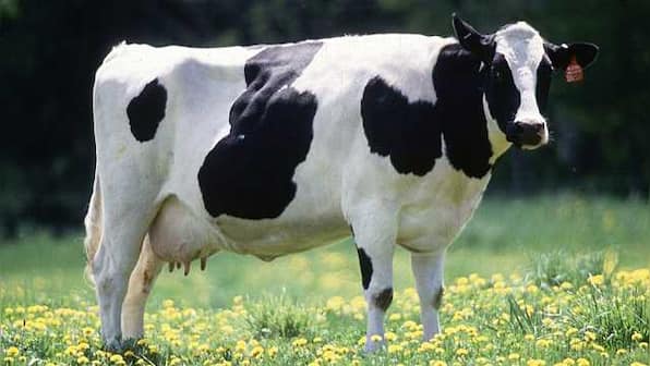 Why eminent historians claim cow flesh was consumed in Vedic times despite no evidence to back it
