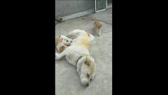Watch: Adorable video of mama dog nursing kitten along with her puppies leaves internet in awe