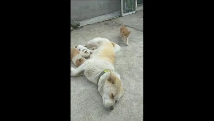 Watch: Adorable video of mama dog nursing kitten along with her puppies leaves internet in awe