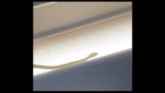 Snake spotted onboard AirAsia flight, here's what happened next