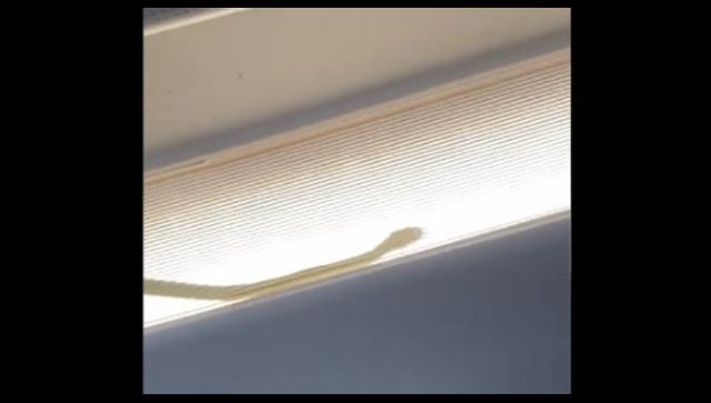 Snake spotted onboard AirAsia flight, here's what happened next Snake spotted onboard AirAsia flight, here's what happened next