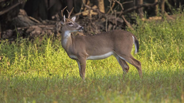 Omicron found in deer: Previous cases of COVID in animals, impact on humans Omicron found in deer: Previous cases of COVID in animals, impact on humans