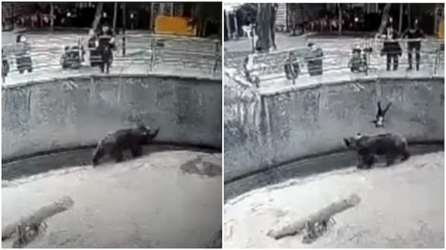 Caught on camera: Mother drops 3-year-old daughter into bear enclosure in Uzbekistan zoo Caught on camera: Mother drops 3-year-old daughter into bear enclosure in Uzbekistan zoo