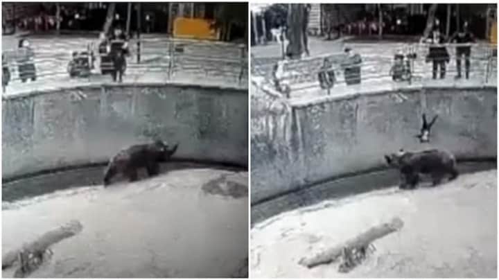 Caught on camera: Mother drops 3-year-old daughter into bear enclosure in Uzbekistan zoo