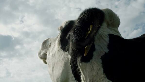 Cow review: Andrea Arnold's observational documentary is a curiously liberating study of bovine heart