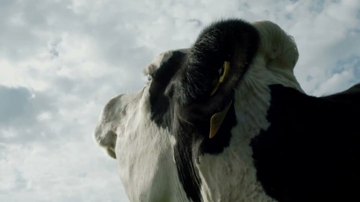 Cow review: Andrea Arnold's observational documentary is a curiously liberating study of bovine heart