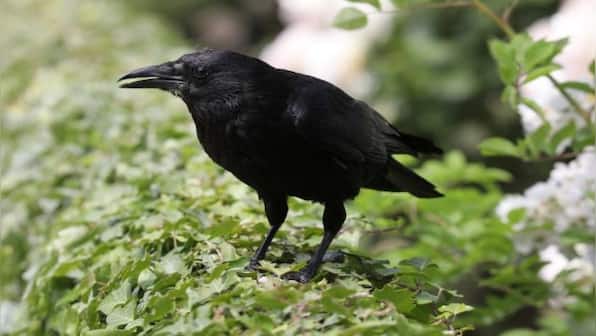 In Sweden, a start-up is training crows to pick cigarette butts off the streets; here's how it works