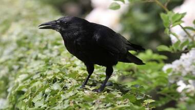 In Sweden, a start-up is training crows to pick cigarette butts off the streets; here's how it works