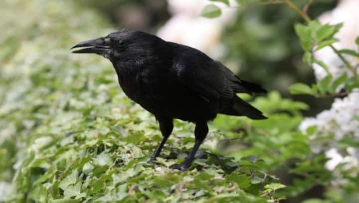 In Sweden, a start-up is training crows to pick cigarette butts off the streets; here's how it works