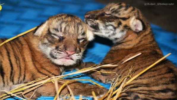 Guwahati Zoo welcomes two new members; check adorable pictures of Royal Bengal cubs