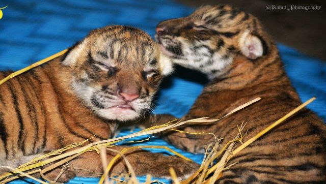 Patna: Bihar CM Nitish Kumar names four tiger cubs at city zoo Patna: Bihar CM Nitish Kumar names four tiger cubs at city zoo