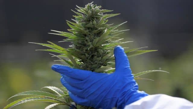 the valuation of the legal cannabis market is to be $146.4 billion by 2025-end. AFP
