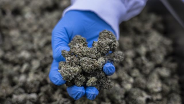 Medicinal cannabis: What it is, its legal status in India and everything you need to know Medicinal cannabis: What it is, its legal status in India and everything you need to know