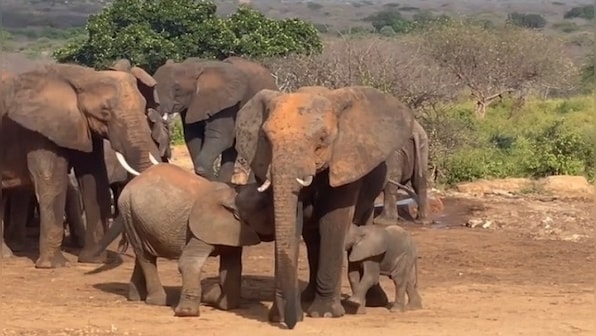 Drama unfolds among elephant calves over milk, mother looks away; watch it here