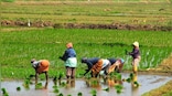 India’s agricultural exports rose remarkably despite COVID-19, may cross $50 bn in 21-22